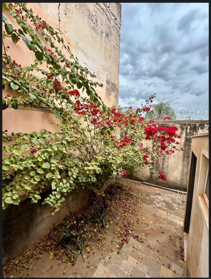 Casa - Venda - Rep�blica - Ribeir�o Preto - SP