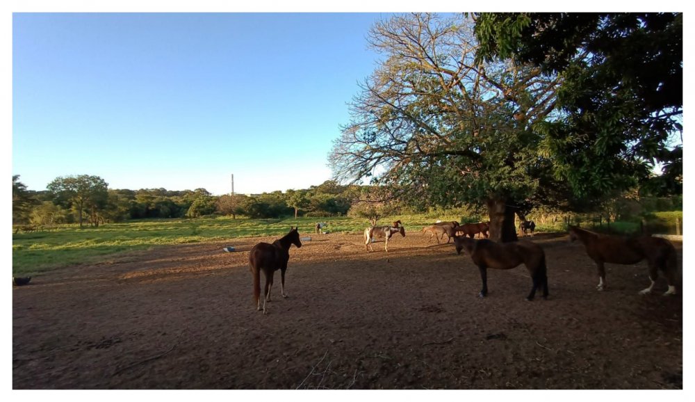 Área - Venda - Jardim Florestan Fernandes - Ribeirão Preto - SP