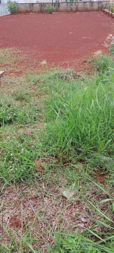 Imvel Comercial - Venda - Recreio das Accias - Ribeiro Preto - SP